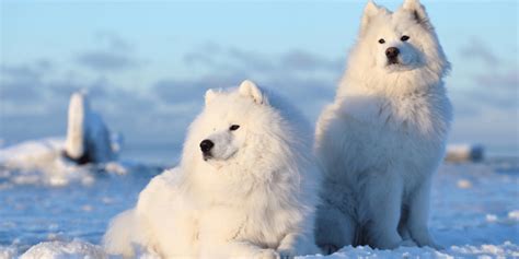 polar bear dog